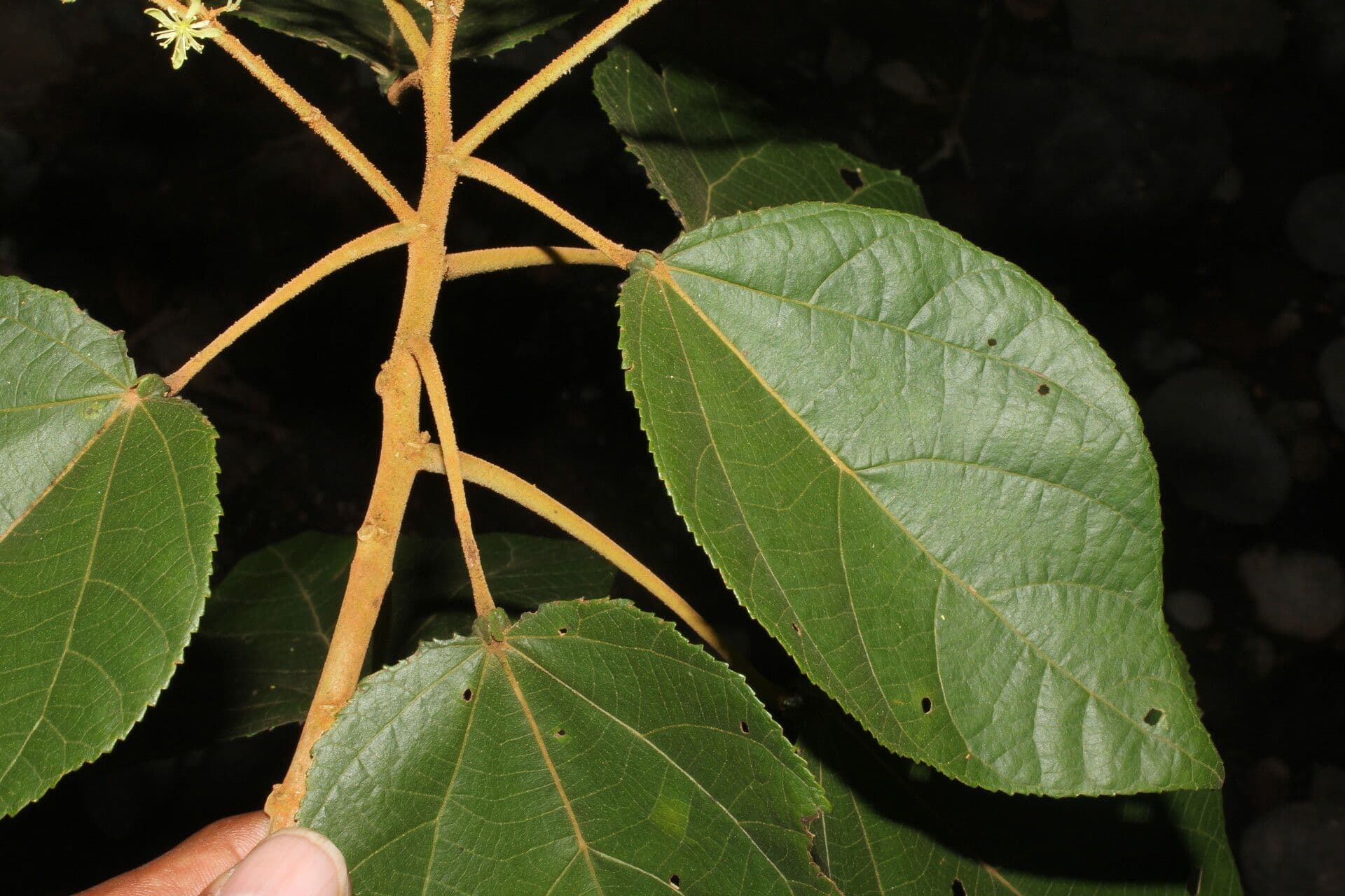 Heliocarpus