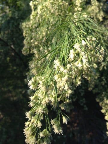 Baccharis neglecta 3