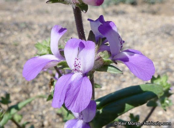 Collinsia concolor 4