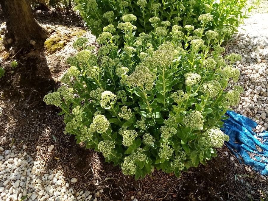 Sedum espectacular 7