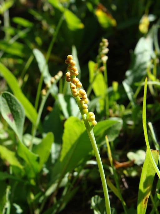 Botrychium 2