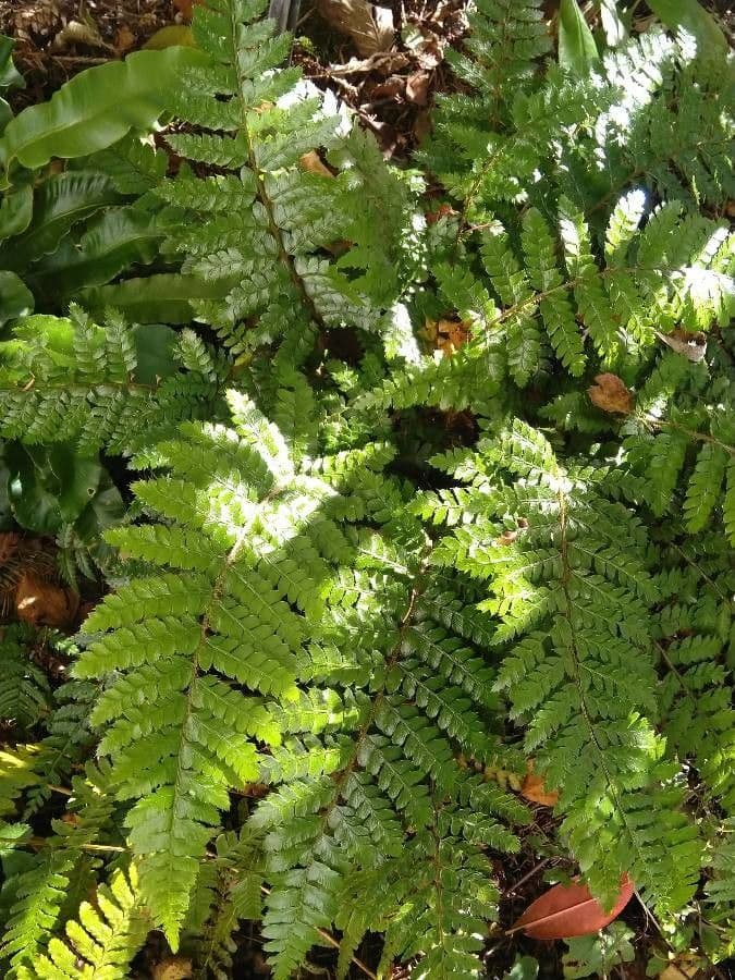 Polystichum polyblepharum 10