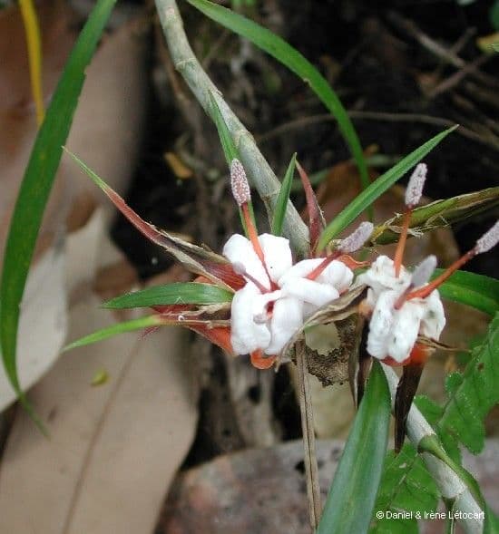 Freycinetia 5