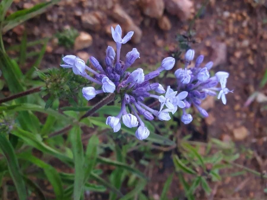 Pentanisia 9