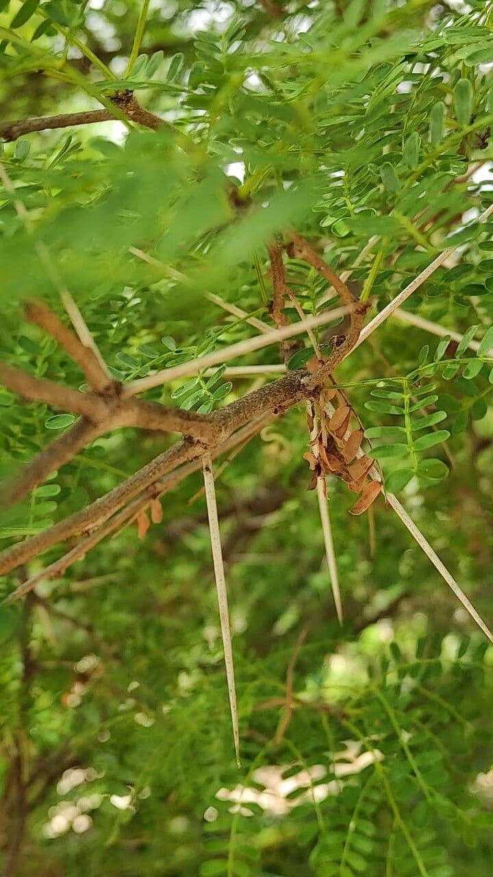 Acacia 10