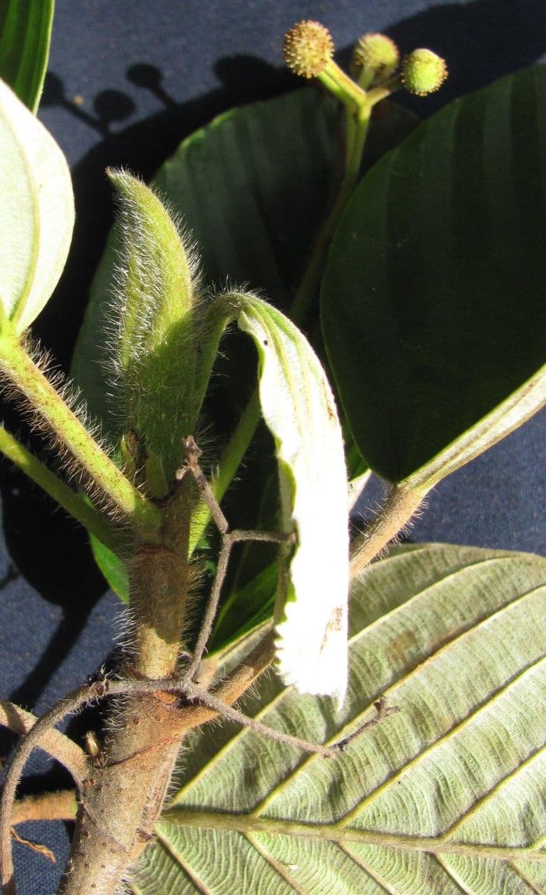 Coussapoa villosa 5
