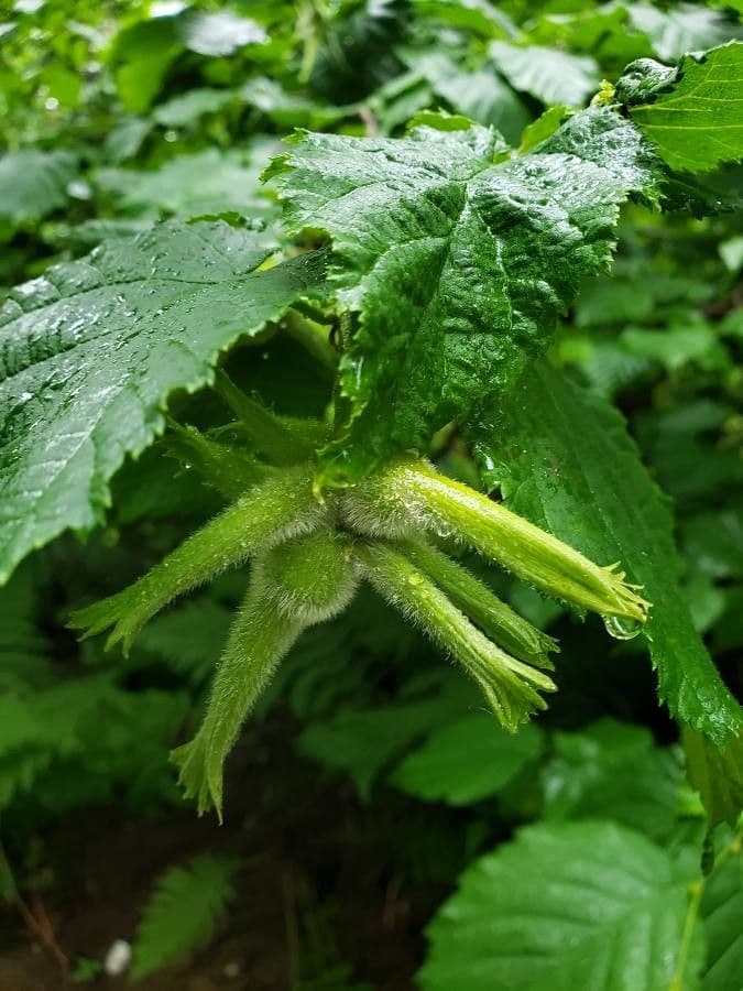 Nocciolo cornutato 5
