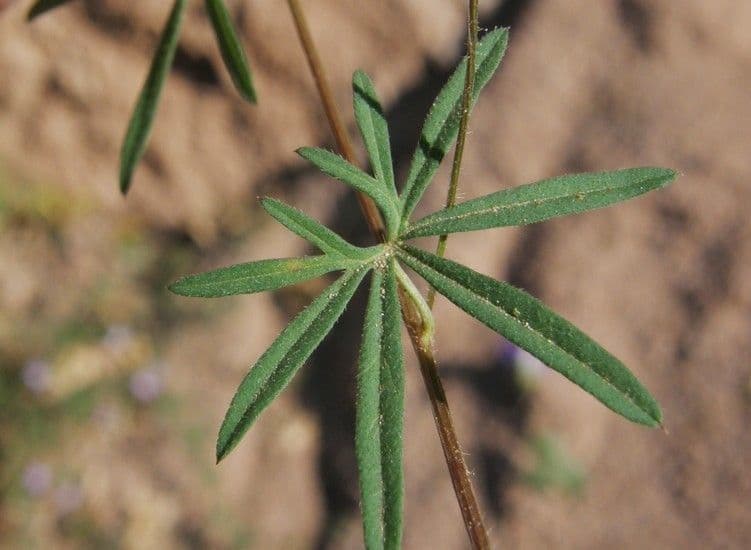Ipomoea ternifolia 13