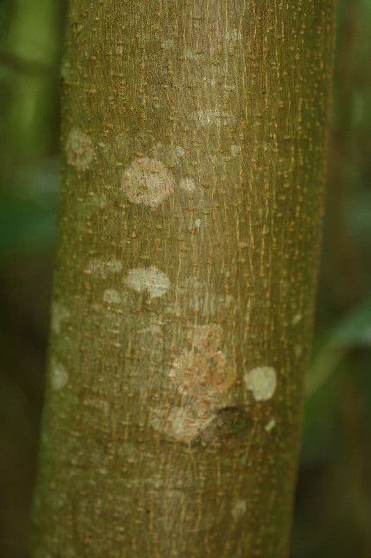 Kleinblütiger Trema 19
