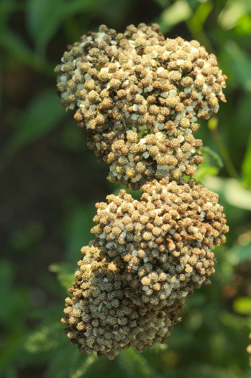 Achillée millefeuille 2