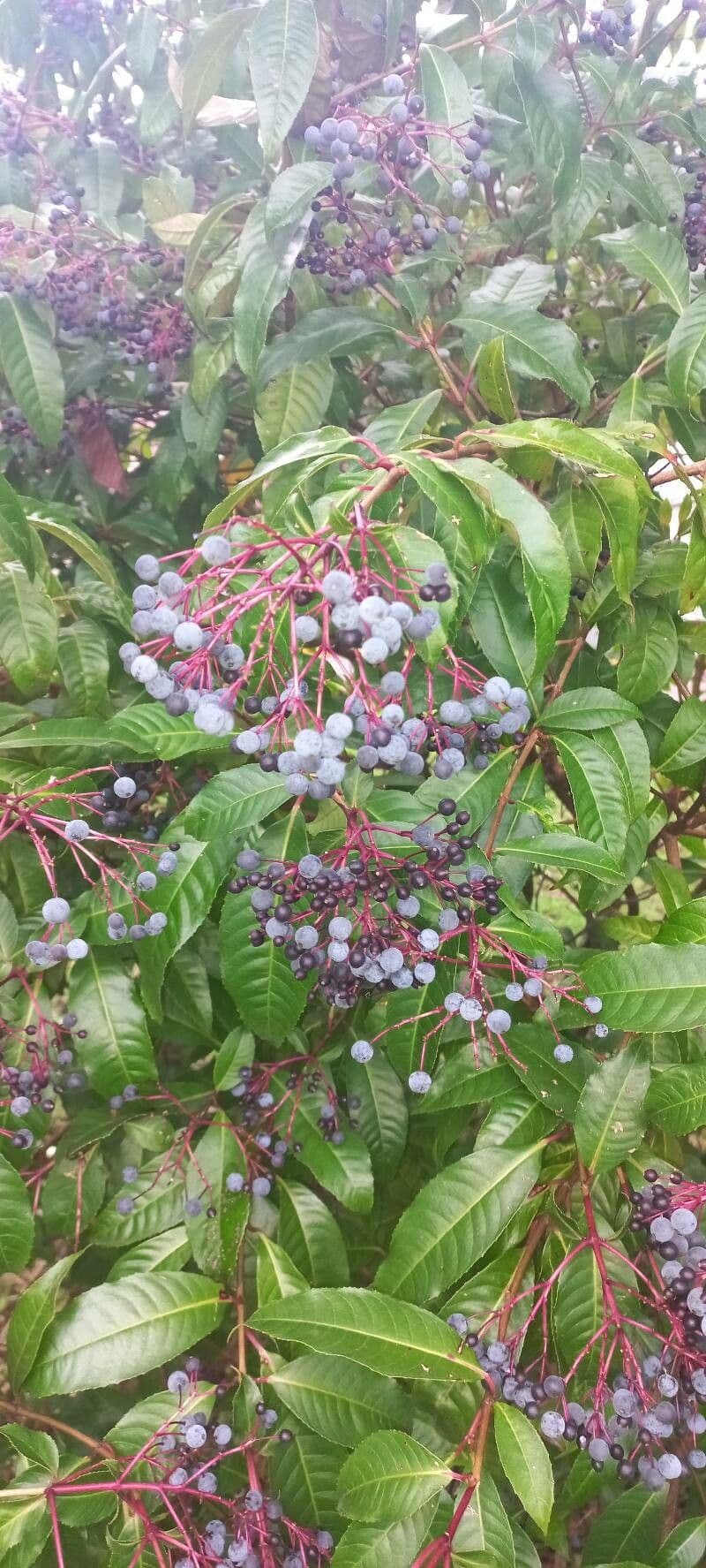 Fuchzia 2