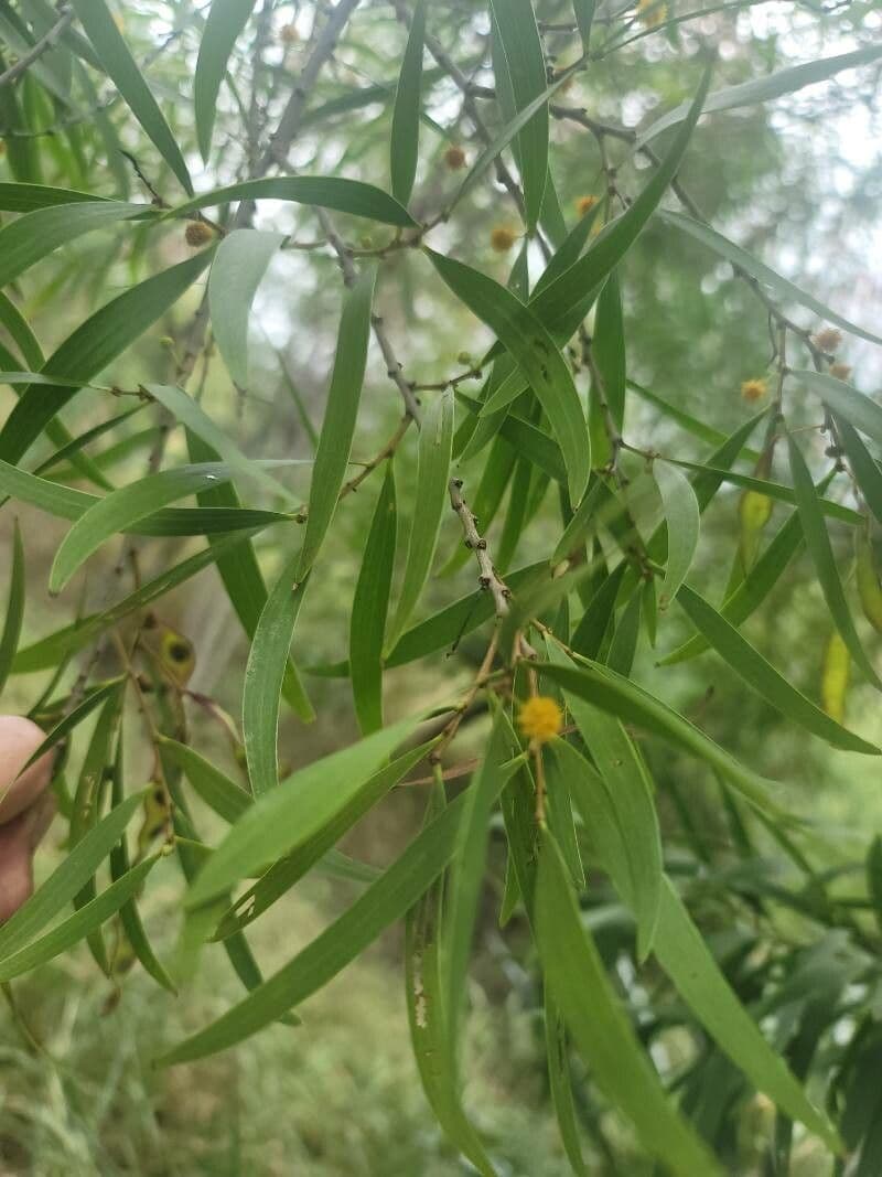 Acacia 2