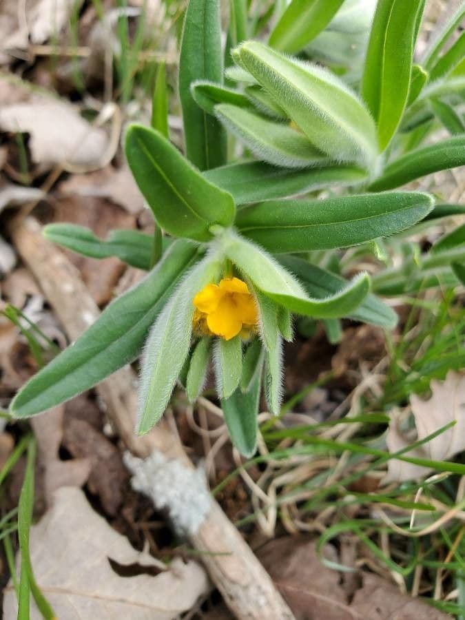 Lithospermum