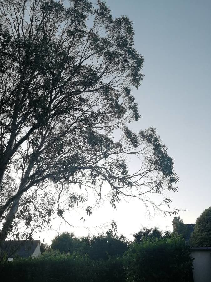 Eucalyptus microcarpa 7