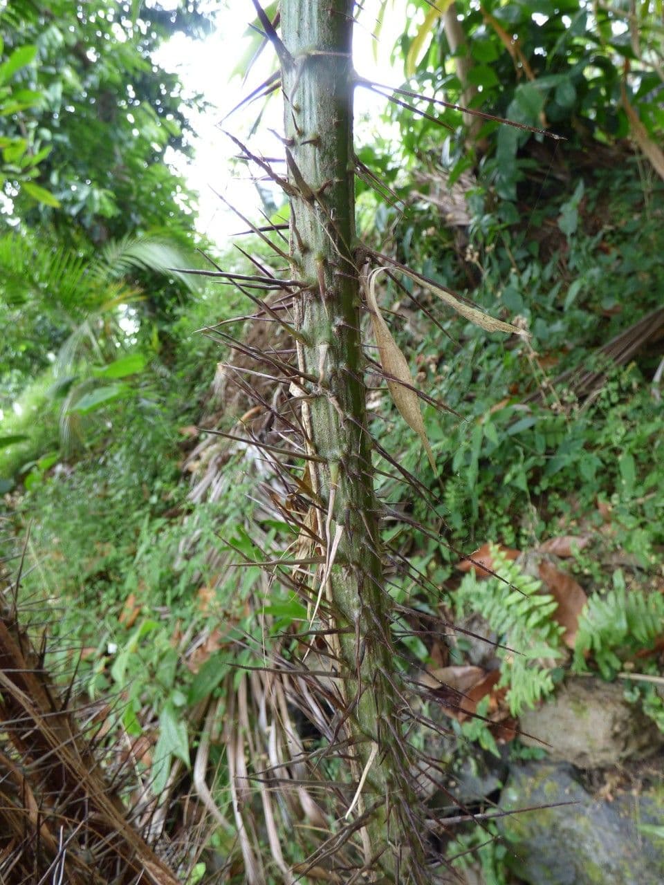 Salak 14