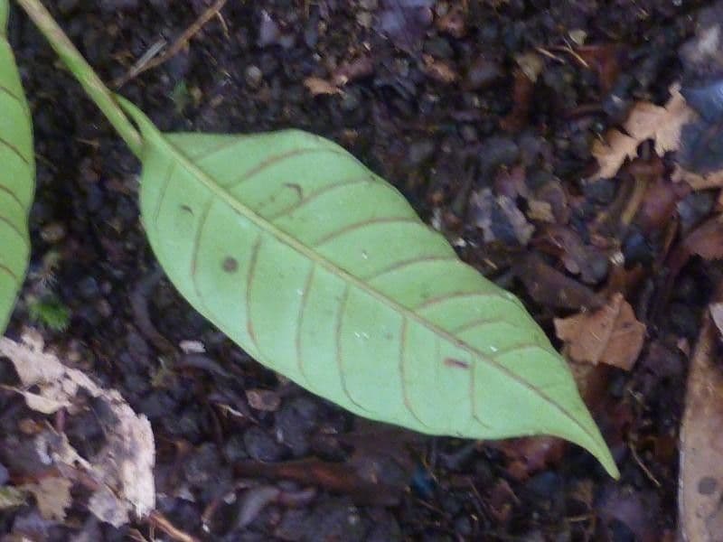 Chrysophyllum 5