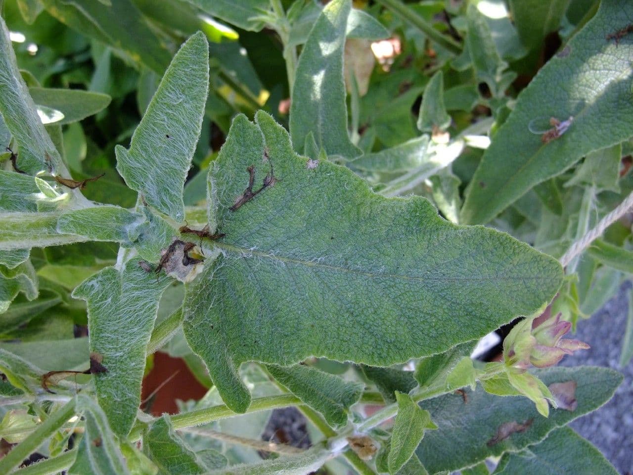 Salvia 13