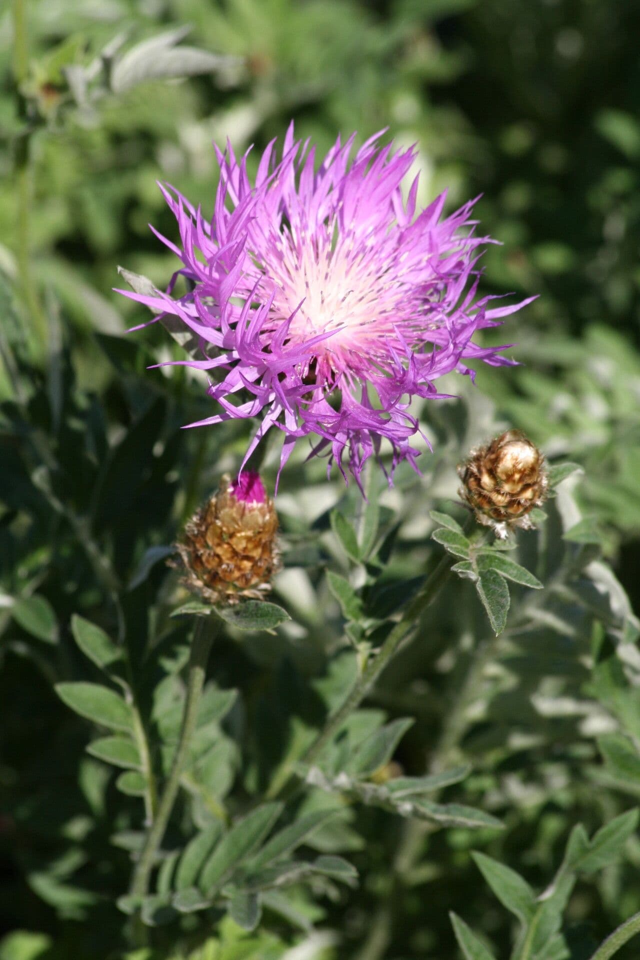 Woronows Flockenblume