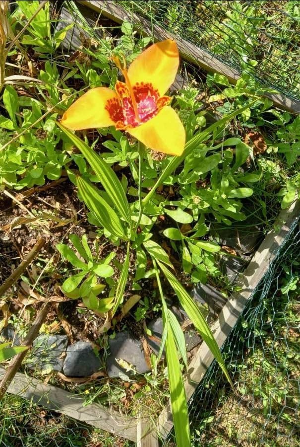 Tigridia 7