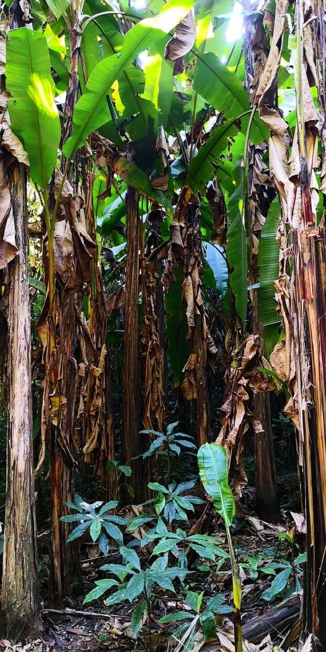 Bananiero