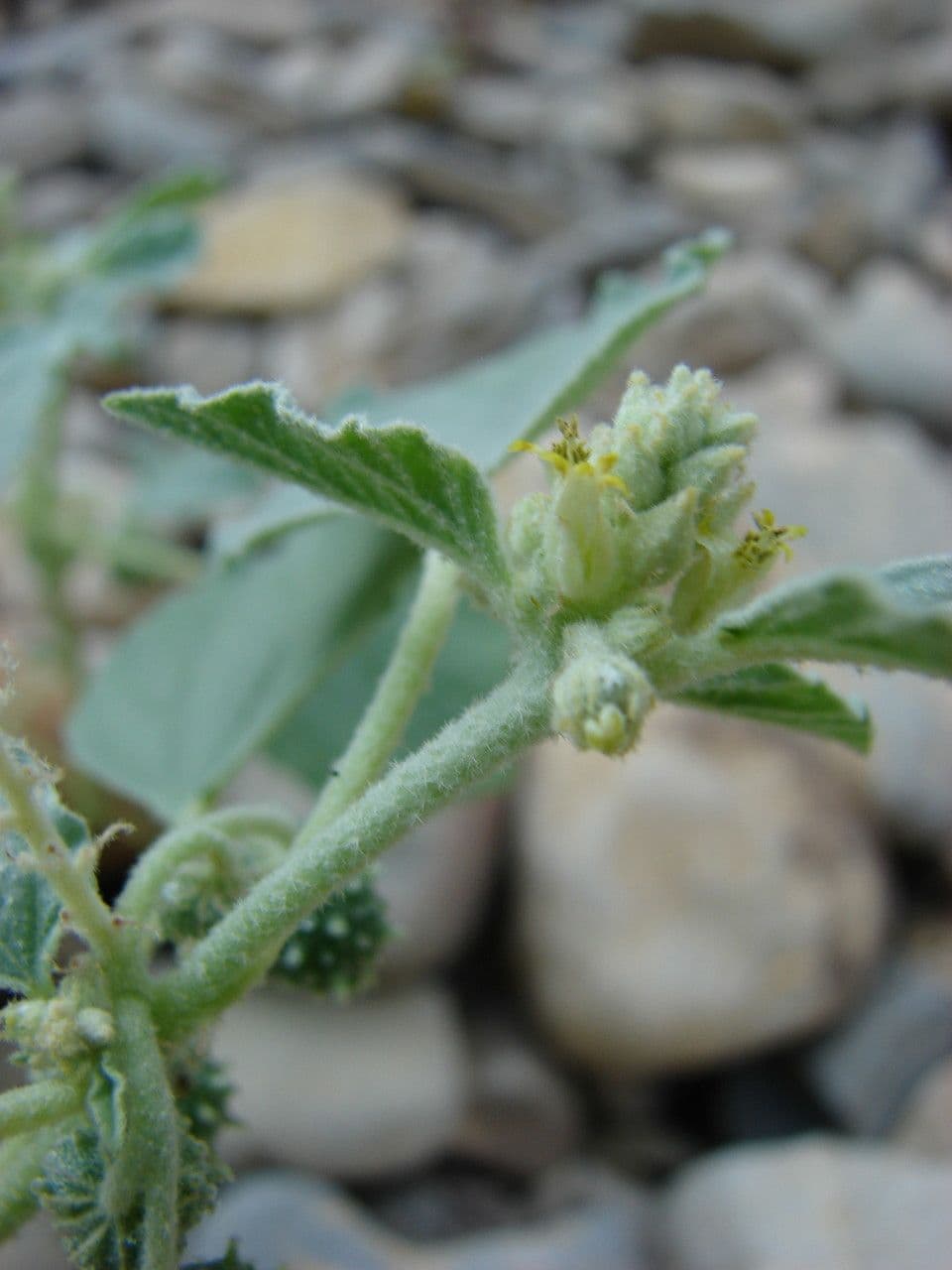 Chrozofora 7