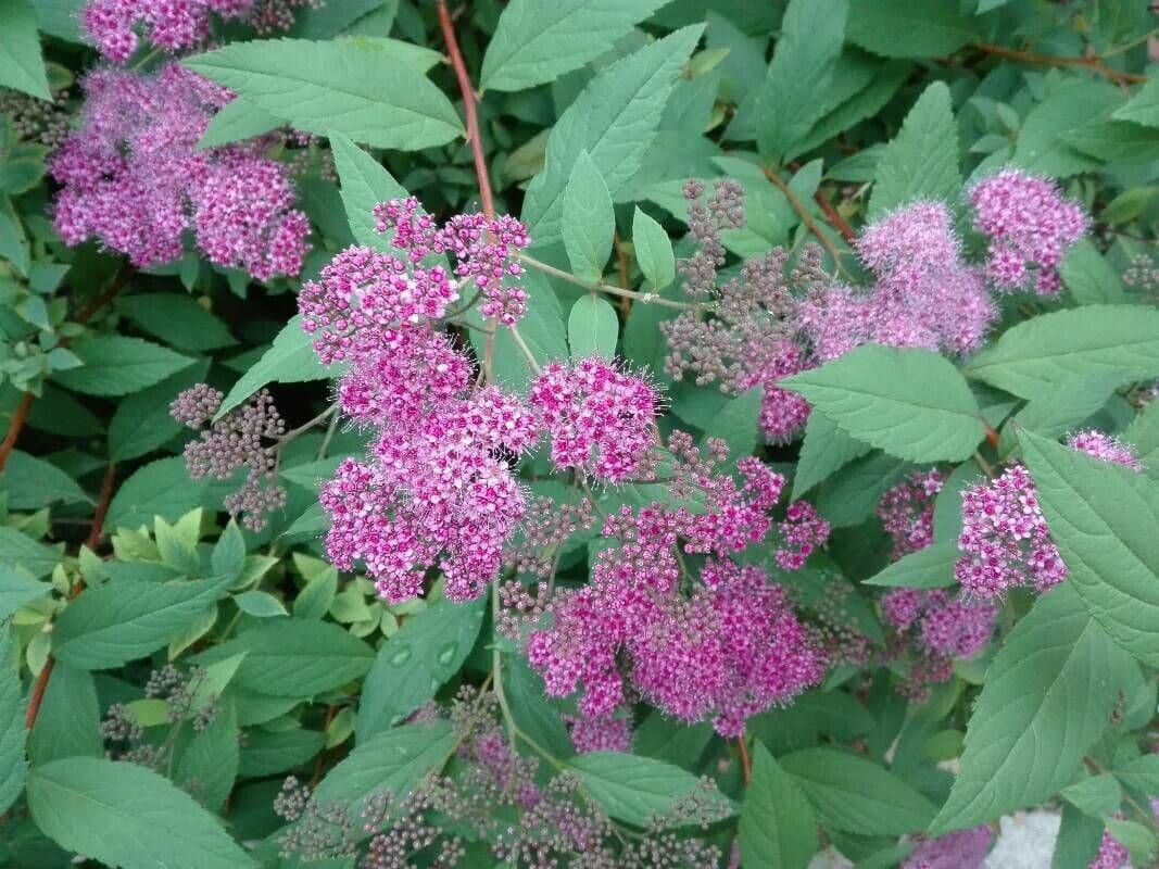 Spirea del Giappone 22