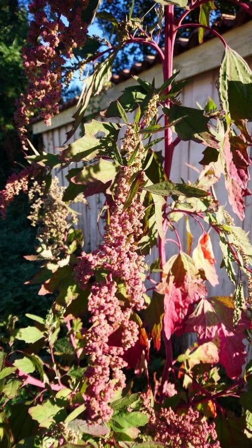 Quinoa 2