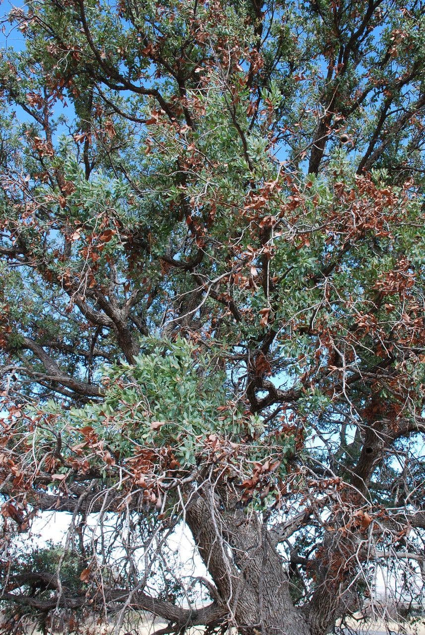 Mexikanische Blau-Eiche 3