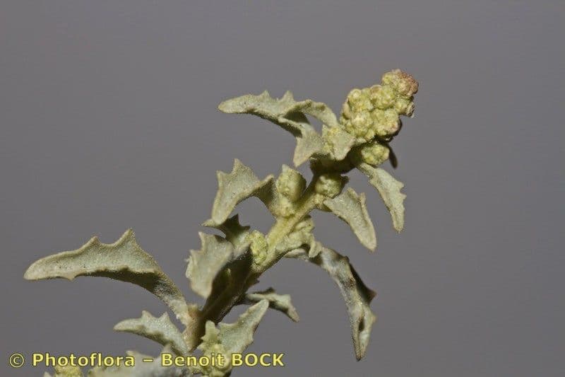 Atriplex suberecta 5