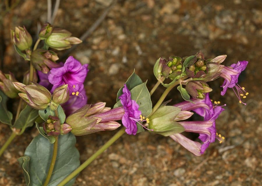 Mirabilis 9