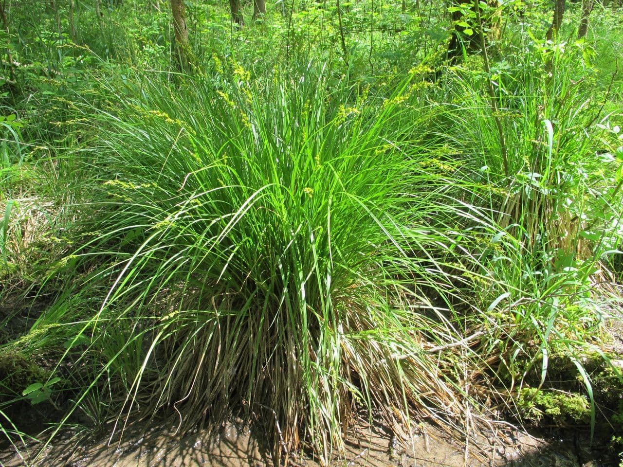Laîche allongée 14