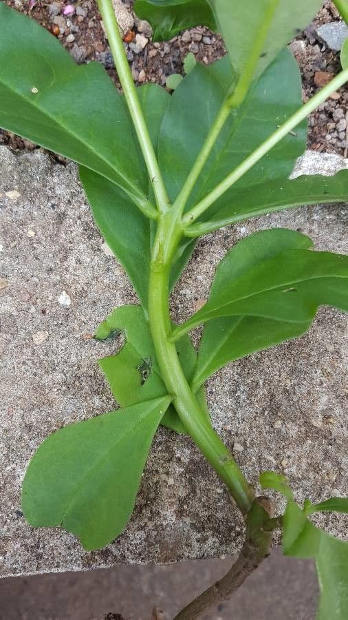 Talinum paniculatum 23
