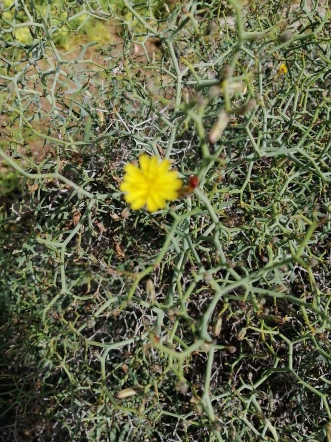 Launaea arborea 17
