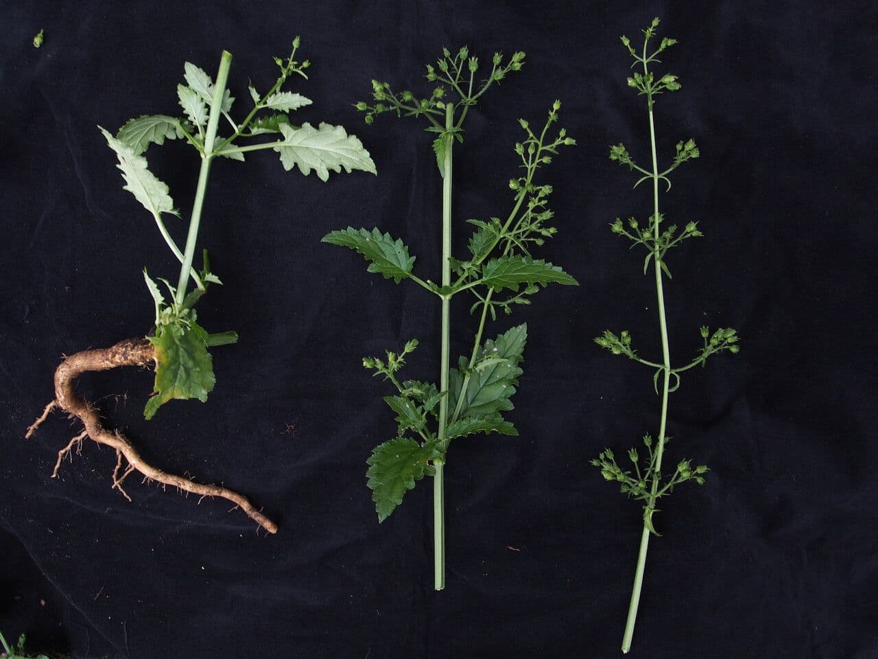 Scrofularia 4