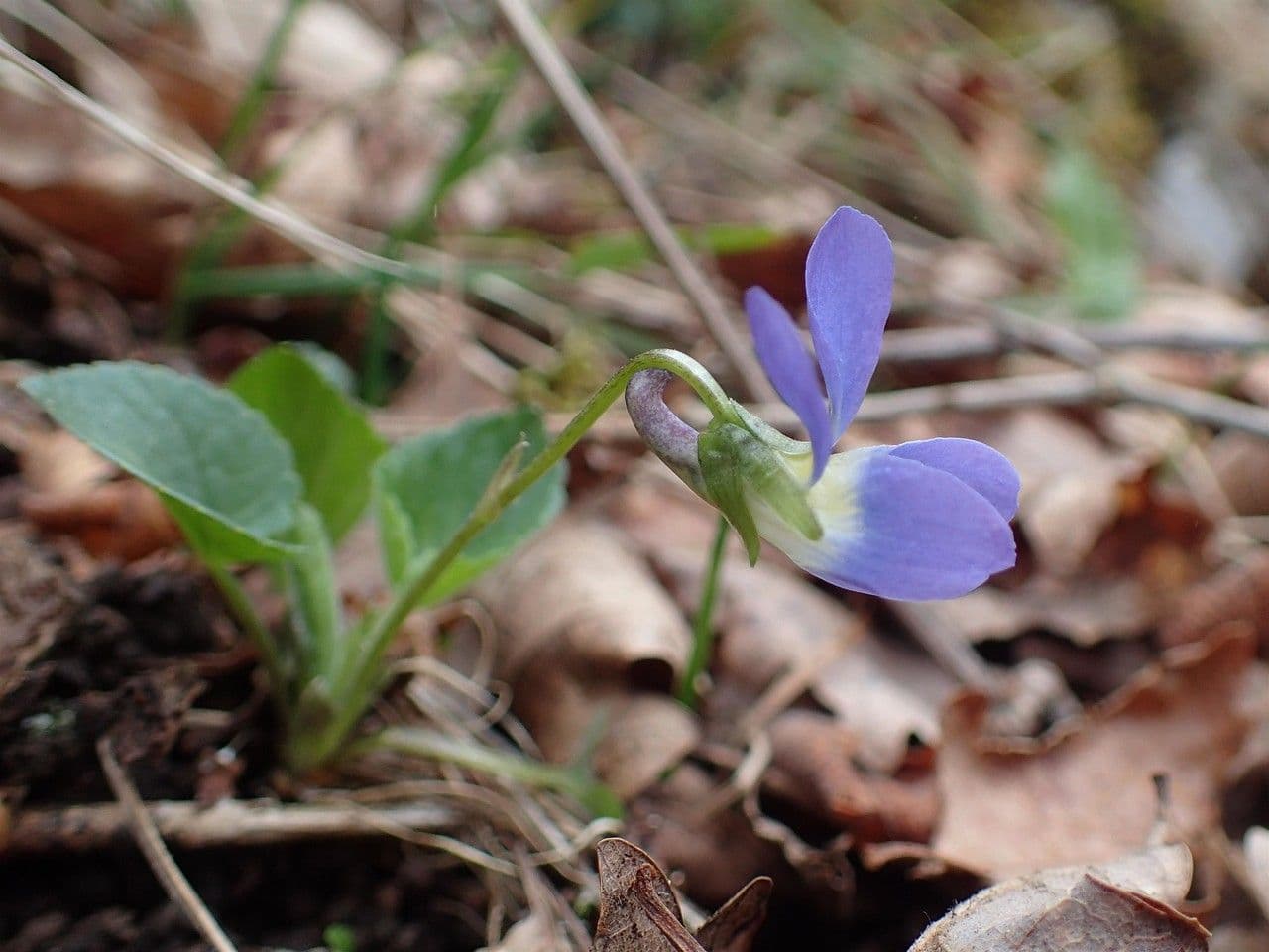 Viola pelosa 10