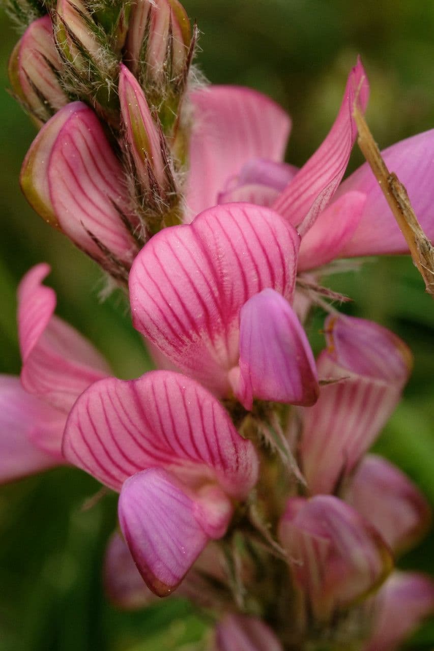 Onobrychis supina 2