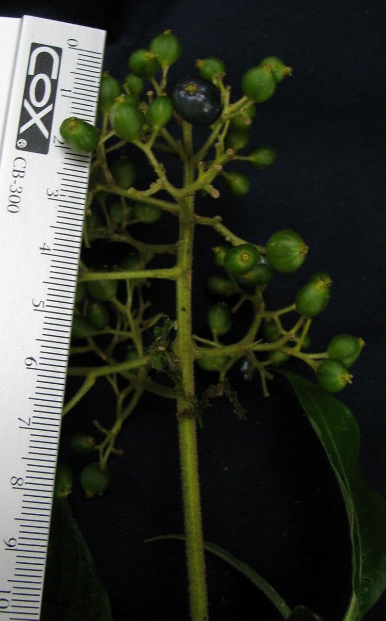 Palicourea 7