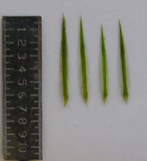 Dicliptera paniculata 15