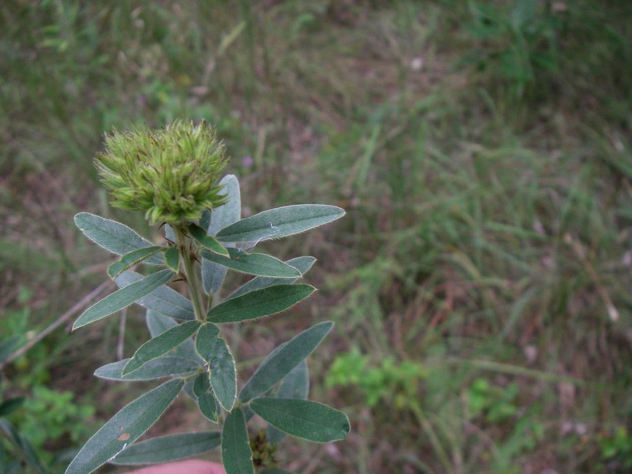 Lespedeza capitata 14