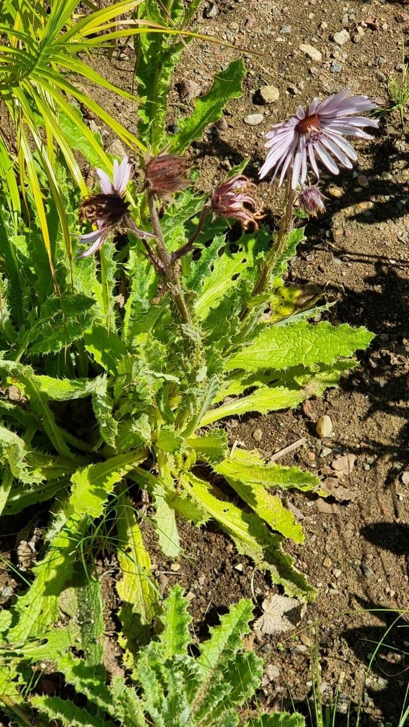 Berkheya purpurea 12