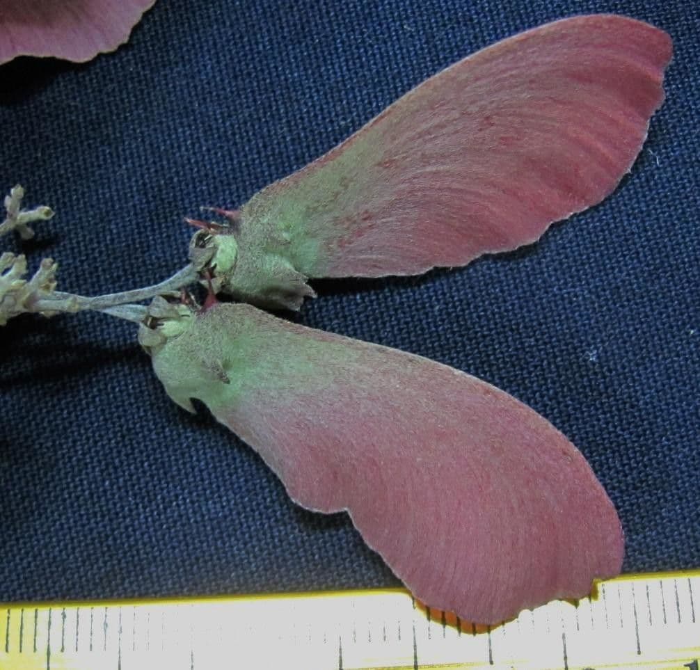 Banisteriopsis muricata