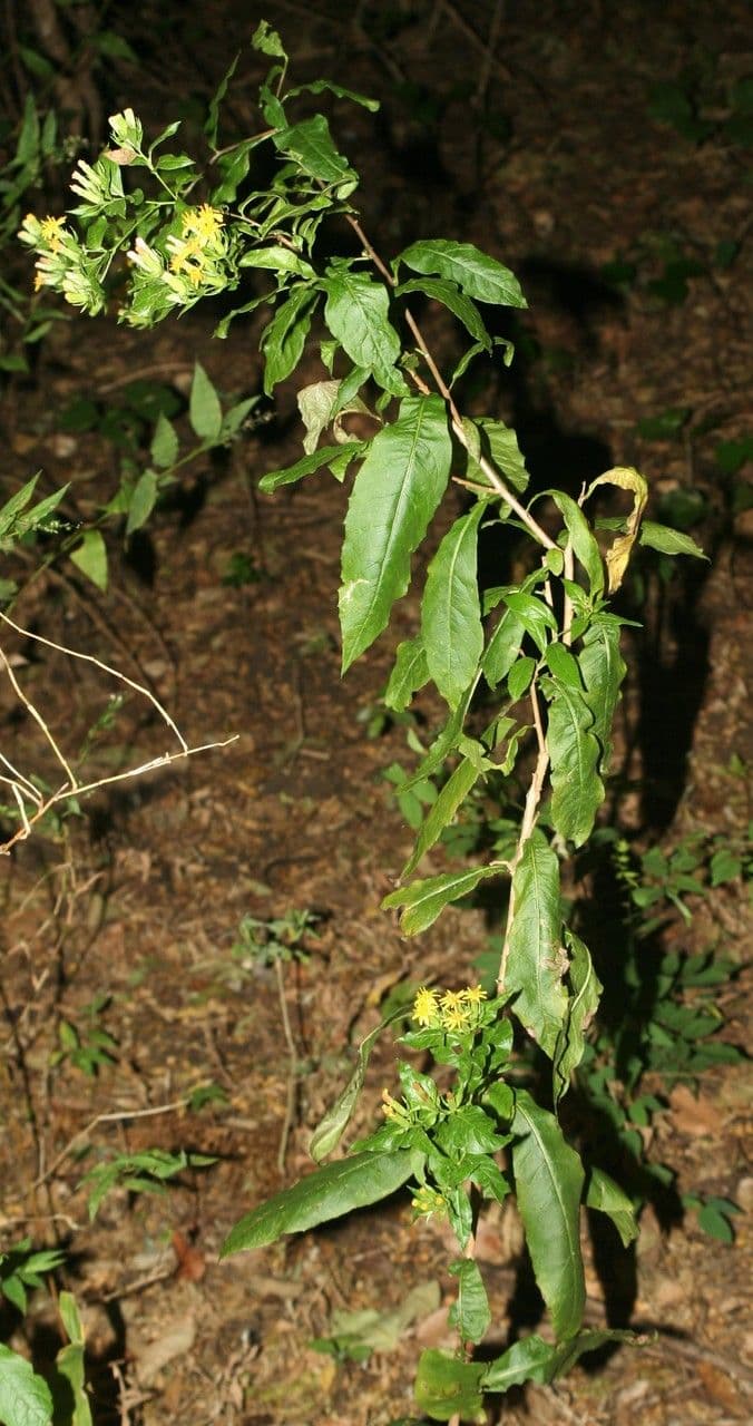 Trixis inula 7