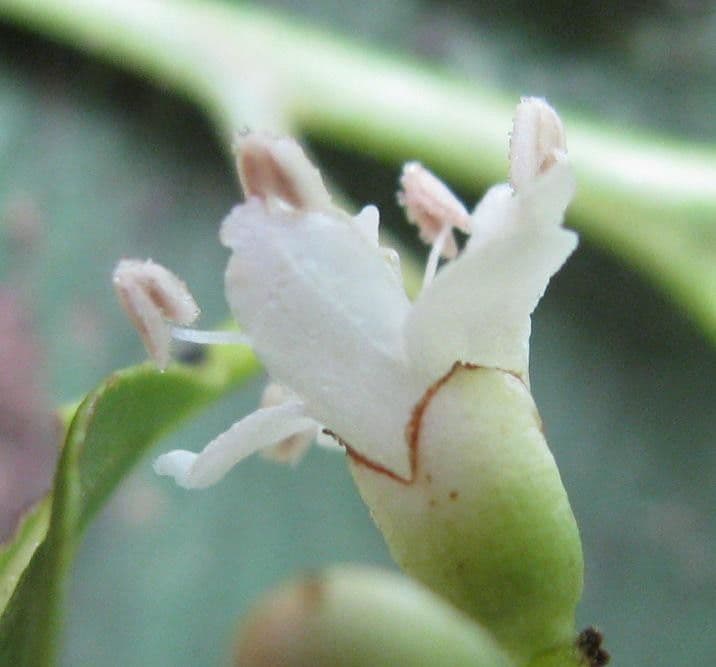 Cordia 3