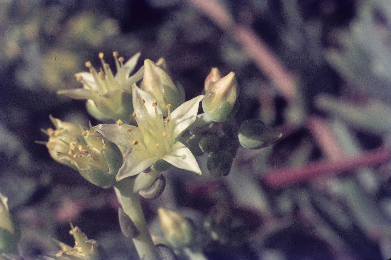 Dudleya verde 4