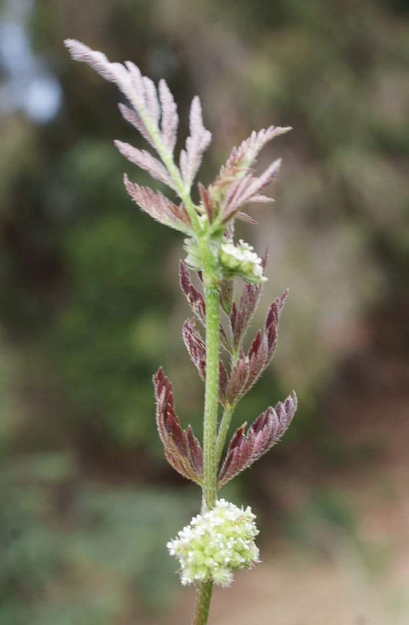 Lappola nodosa 14