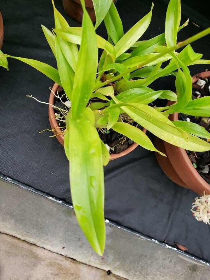 Oncidium ptasiodziobe 8
