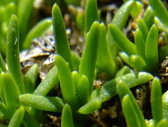 Minuartia sedoide 17