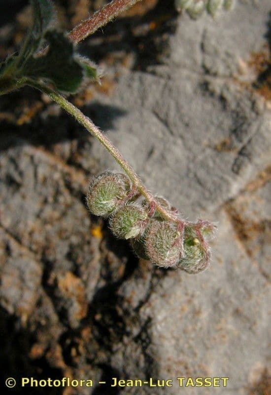 Medicago 3