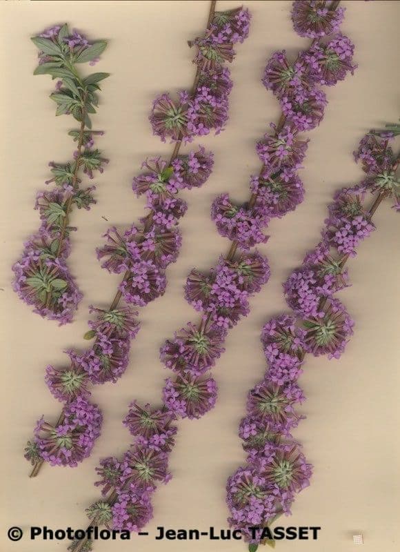 Buddleja 22