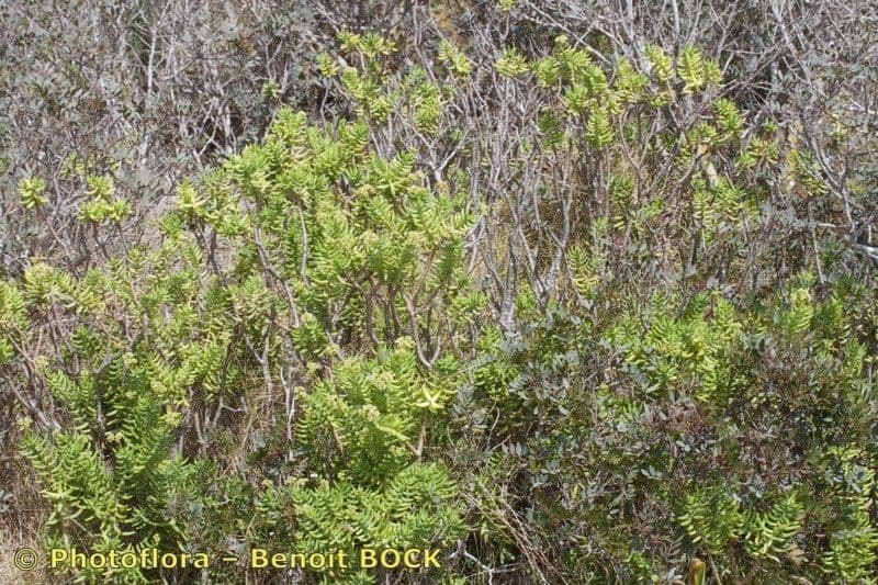 Crassula tetragona 10